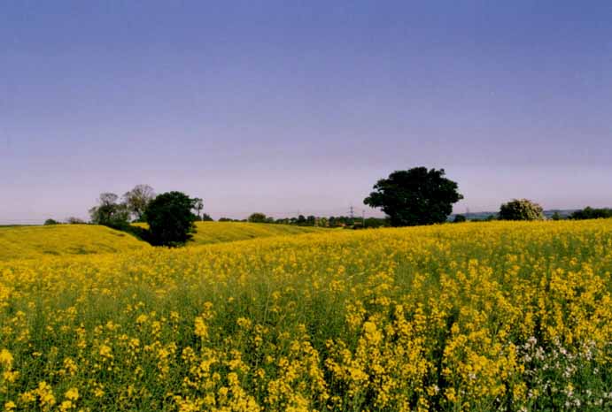 The scenary